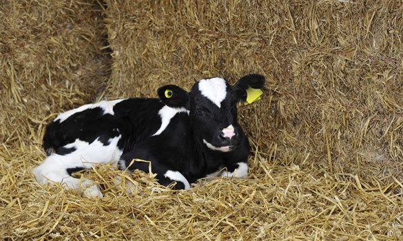 A young black and white Holstein calf lays resting on a straw bed with its head raised. Copyright AHDB. 